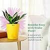 Ugaoo Sansevieria Golden Hahnii Snake Plant With Self Watering Pot ...