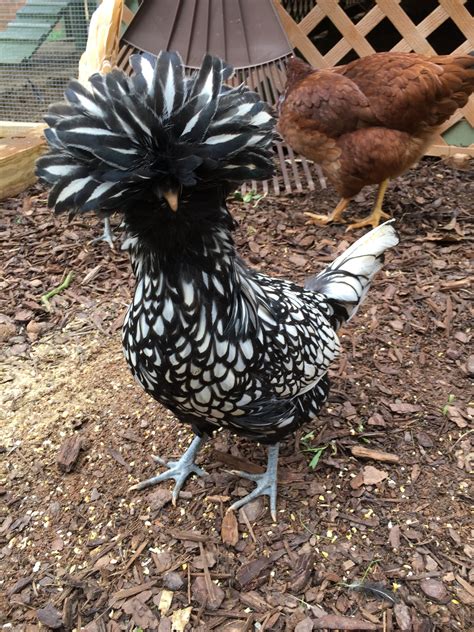 Silver Laced Polish Chicken