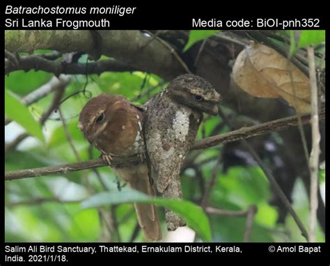 Welcome to the Birds of India website! | Birds