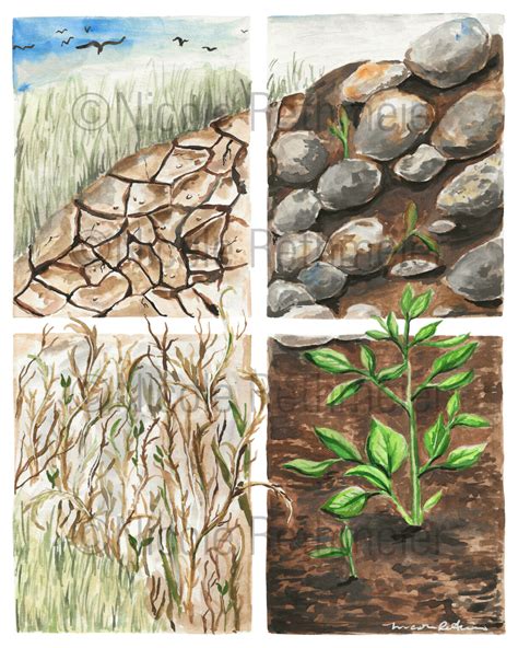 Parable Of The Sower - 4 Types Of Soil Bible Illustration Watercolor Print - Matthew 13 - illustration of different soil types