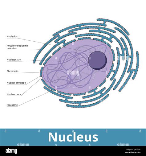 Nuclear cell pore hi-res stock photography and images - Alamy
