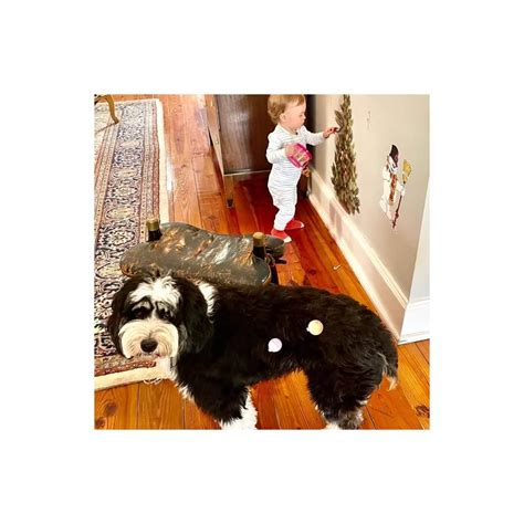 Build a Christmas Tree Large Wall Decor Decal 36 x | Ubuy India