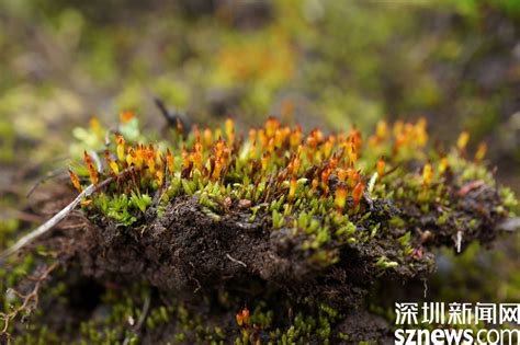 苔藓怎么养碧绿好看 苔藓的养护技巧_爱花网