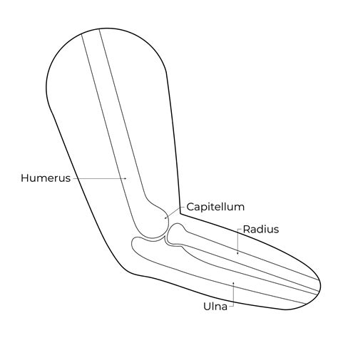 Premium Vector | Human Hand Bone Humerus Capitellum Radius Ulna Vector Illustration Lineart ...