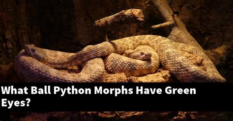 Image result for Green Ball Python