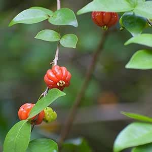 Indian Gardening Edible & Ornamental Surinam Cherry | Brazilian Cherry ...