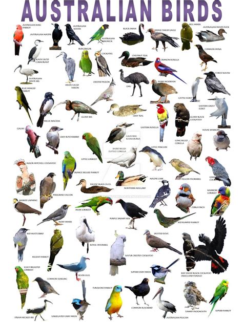 Australian Birds Poster | Australian native birds, Australian native ...