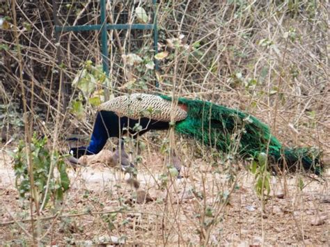 Sanjay Van (New Delhi) - 2019 What to Know Before You Go (with Photos ...