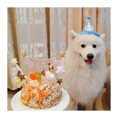主人每年都给狗狗过生日，它回回都是在假笑：是你想吃蛋糕了吧？|狗狗|生日|蛋糕_新浪新闻