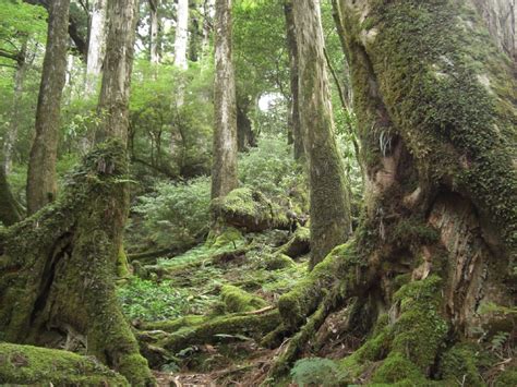 屋久杉の効果・意味【無垢】厄払い、長寿、子孫繁栄【聖地屋久島】