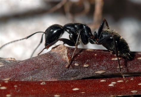 carpenter ants in garden bed - Great Beauty Weblogs Custom Image Library