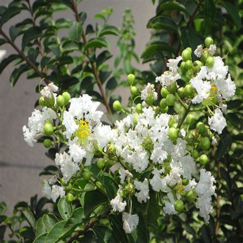 Lagerstroemia White / Crepe Myrtle White - Avenue Trees– Exotic Flora