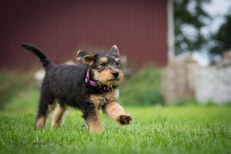 6 Fun Facts About Airedale Terriers - Greenfield Puppies