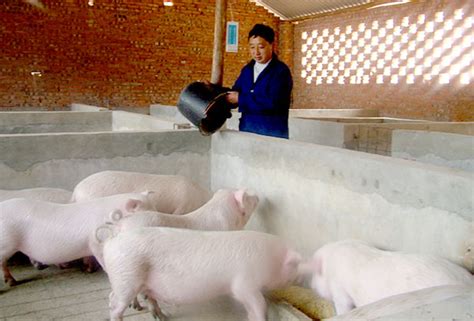 猪圈里小猪肖像的浅景深。养猪场。动物农场里的一群猪。照片摄影图片_ID:315494197-Veer图库