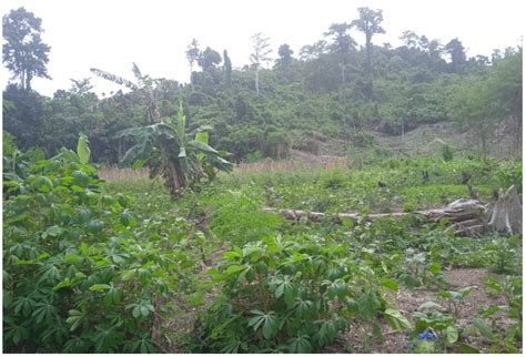 Secondary Succession after Slash-and-Burn Cultivation in Papuan Lowland ...