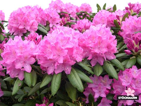 Rhododendron 'Roseum Elegans' // Stöckmann Baumschulen