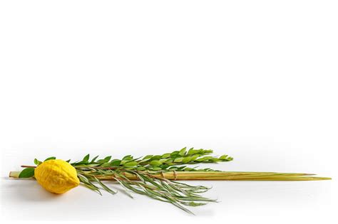 Premium Photo | Jewish holiday of sukkot traditional symbols the four ...