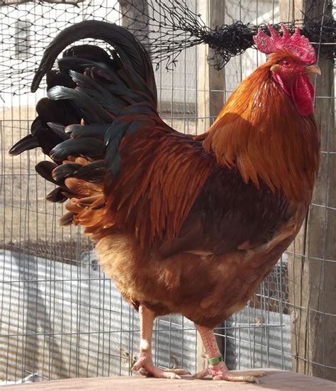 Chicken Breed Focus - New Hampshire