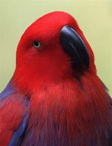 animale vanitoso les 2773 meilleures images du tableau perroquet et oiseaux animale vanitoso les 2773 meilleures images du tableau perroquet et oiseaux