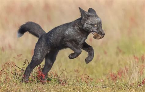 Download wallpaper nature, pose, jump, mouse, mouth, Fox, hunter ...