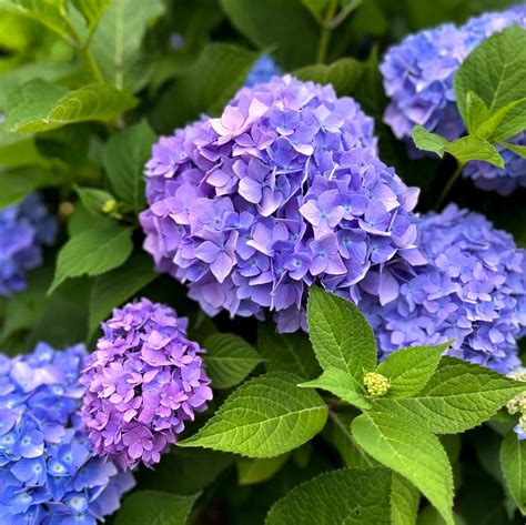 Shrubs That Flower All Summer