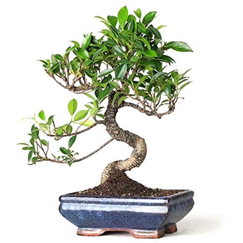 Ficus Microcarpa TigerBark Beautiful Live 2-3 years old bonsai tree Wi ...