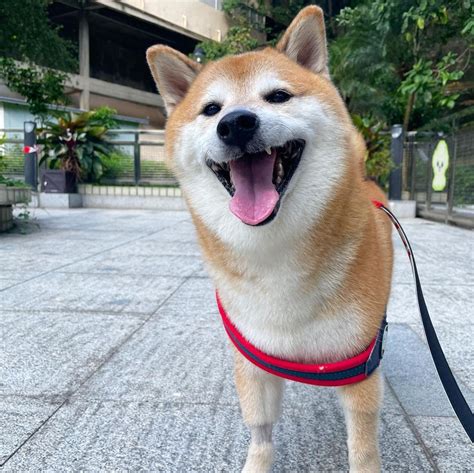 Muere Cheems, el perrito que hizo viral un meme, a causa del cáncer