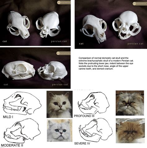 Normal Cat Skull vs Persian Cat + Plus skull variations. : r/ana_to_read