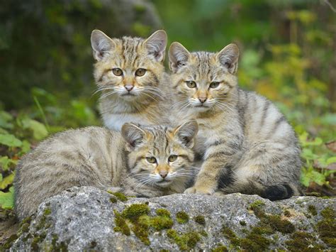 Wild Cats List With Pictures Facts All Types Of Wild Cats