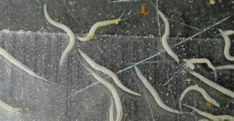 Parasiten-Infektionen vorbeugen und behandeln | radio horeb Leben mit ...