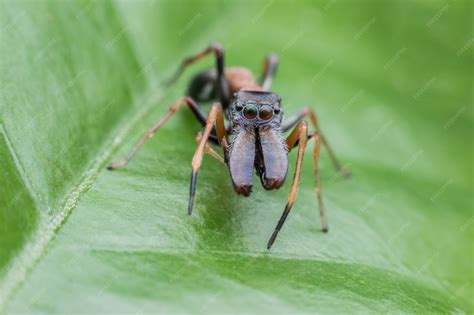Premium Photo | Male ant mimicking spiders on green leaf