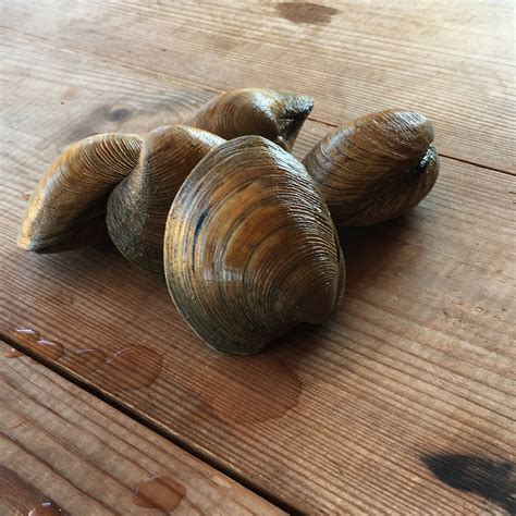 Image result for Clam with a Very Sharp Shell