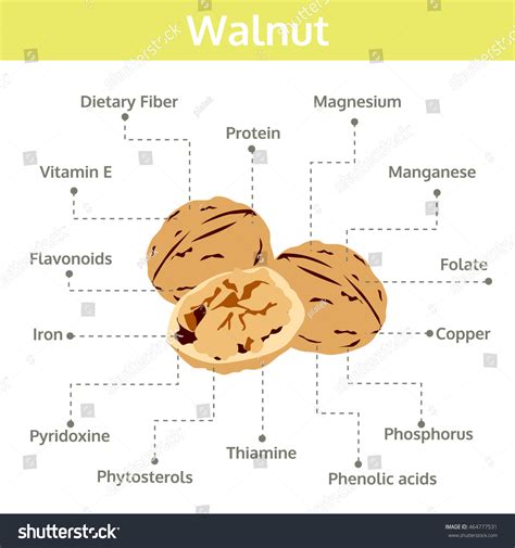Walnut Nutrients Health Benefits Infographic Food Stock Vector (Royalty Free) 464777531 ...