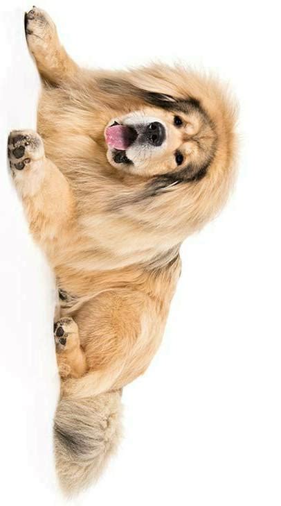 Describe the tibetan mastiff - Brainly.in