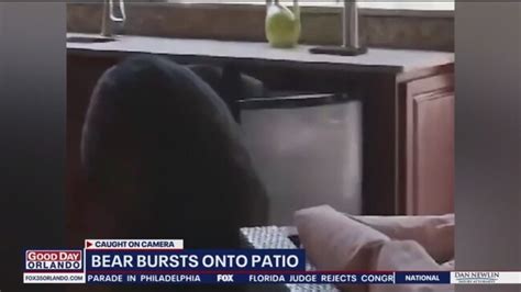 Image result for Bear Attacks Washing Machine