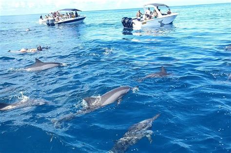 2026 Swim with Dolphin Speed Boat Tour in Black River with Lunch (with ...