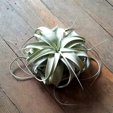 Types Of Air Plants - Plant Ideas