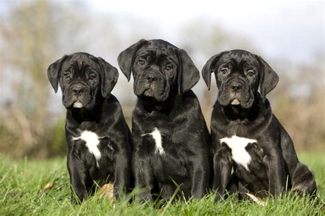 Grey Cane Corso Puppies