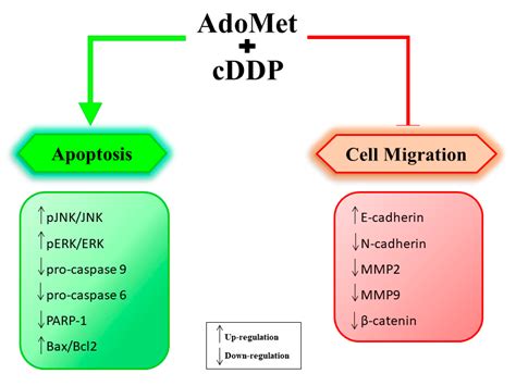 Therapeutic Potential of the Natural Compound S-Adenosylmethionine as a ...