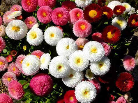 How to Grow and Care for English Daisy