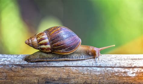 Snail Pollination at Melissa Lindstrom blog