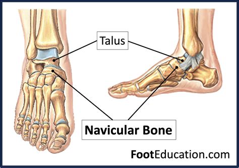 Navicular Bone Foot Anatomy Of The Foot Texas Orthopedic And Spine