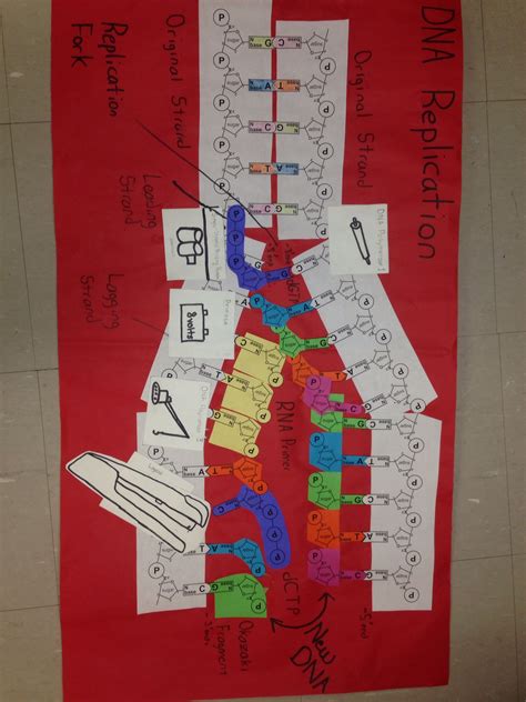 Image result for DNA Replication Lab
