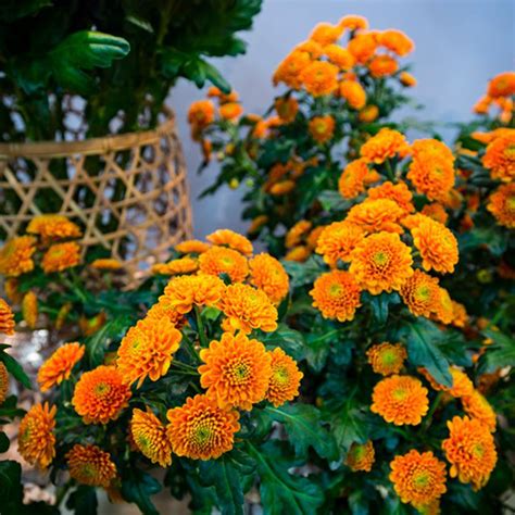 Chrysanthemum Santini Ellison Orange