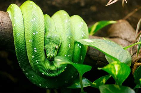 Pythonidae Python Facts 的图像结果