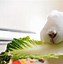 Image result for Fruits Rabbits Can Eat