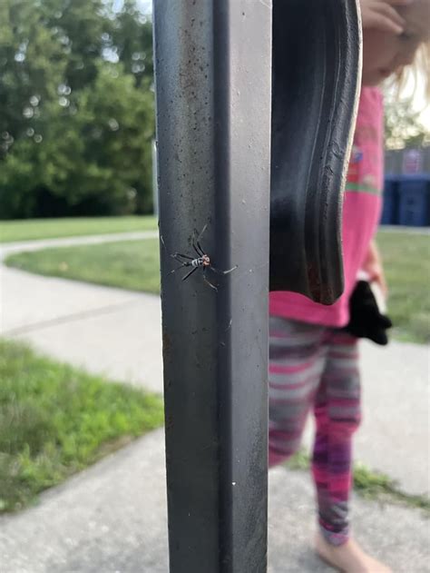 Image result for Alien Looking Bug