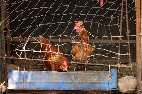厂家直销鸡笼 鸡窝 出口美国欧洲的宠物窝笼 全实木 低价上市-阿里巴巴
