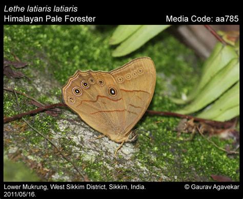 Lethe latiaris (Hewitson, 1862) - Pale Forester | Butterfly