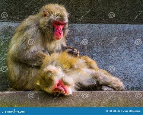 Typical Social Primate Behavior, Japanese Macaque Couple Grooming, Tropical Monkeys from Japan ...